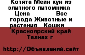 Котята Мейн-кун из элитного питомника › Цена ­ 20 000 - Все города Животные и растения » Кошки   . Красноярский край,Талнах г.